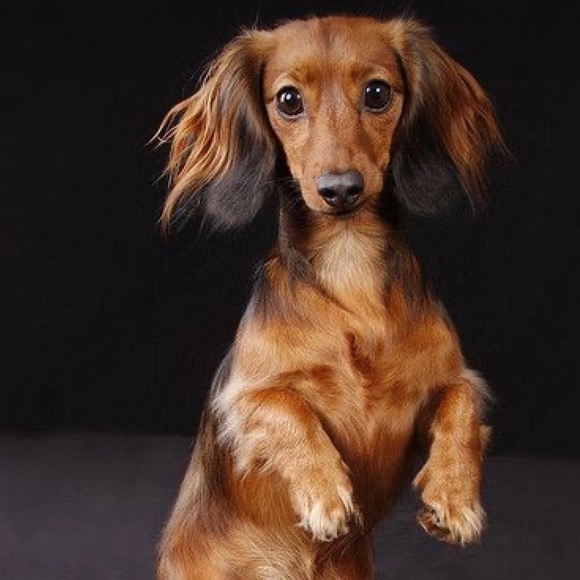 🌟Dachshund Pals Wall Art - Picture 13 of 16